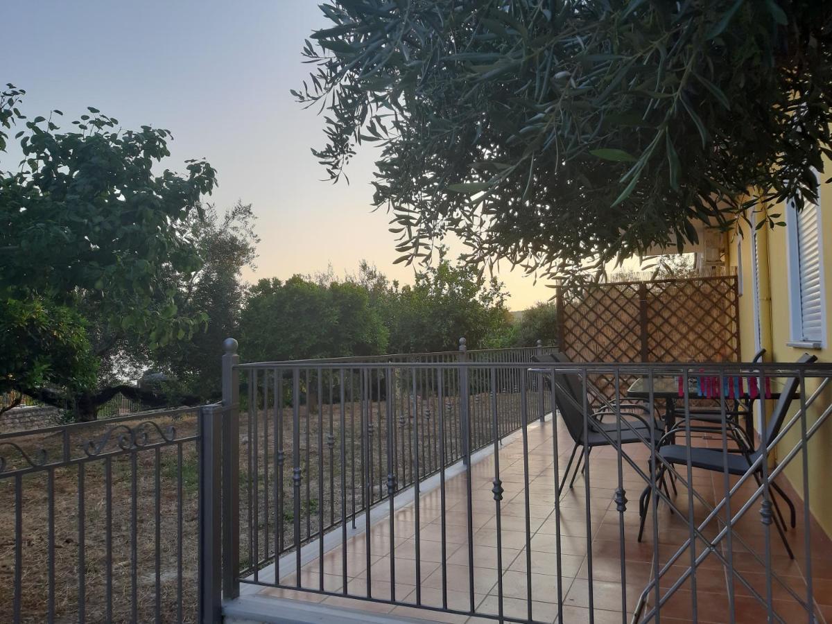 Olive Tree *