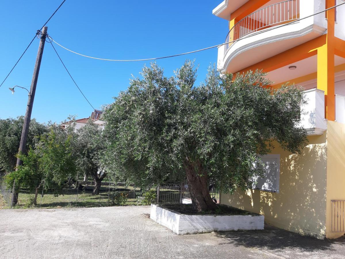 Olive Tree